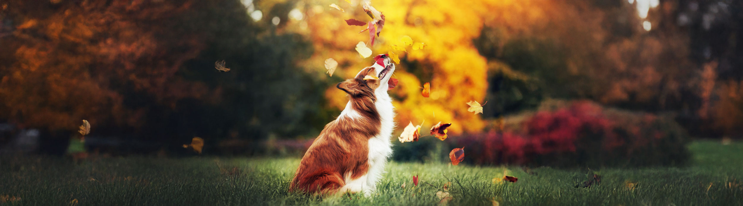 Dog Enjoying Falling Leaves