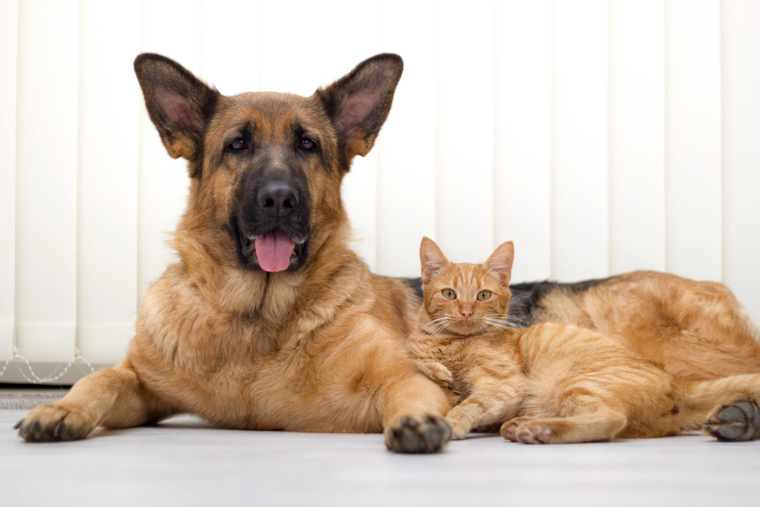 German Shepard with Orange Cat Snuggled