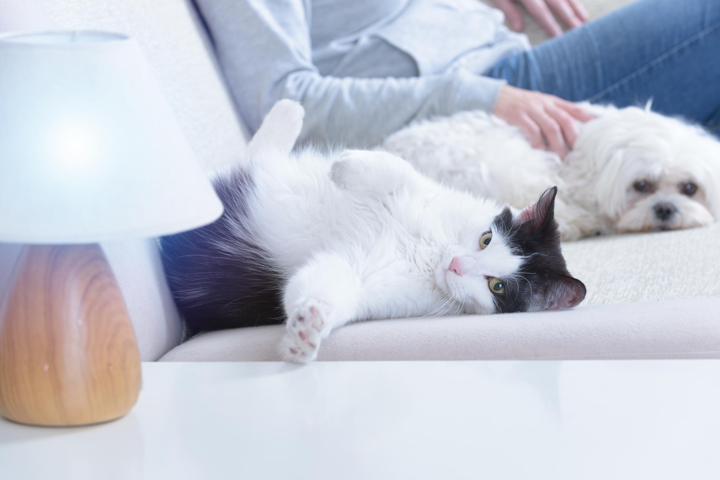 White Dog and Black White Cat Resting on Couch with Their Human