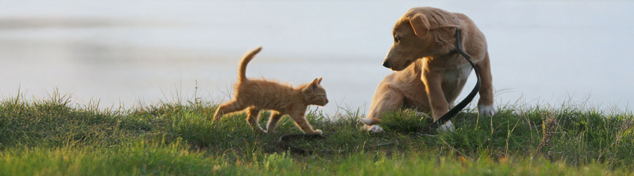 Dog and Cat by Lake