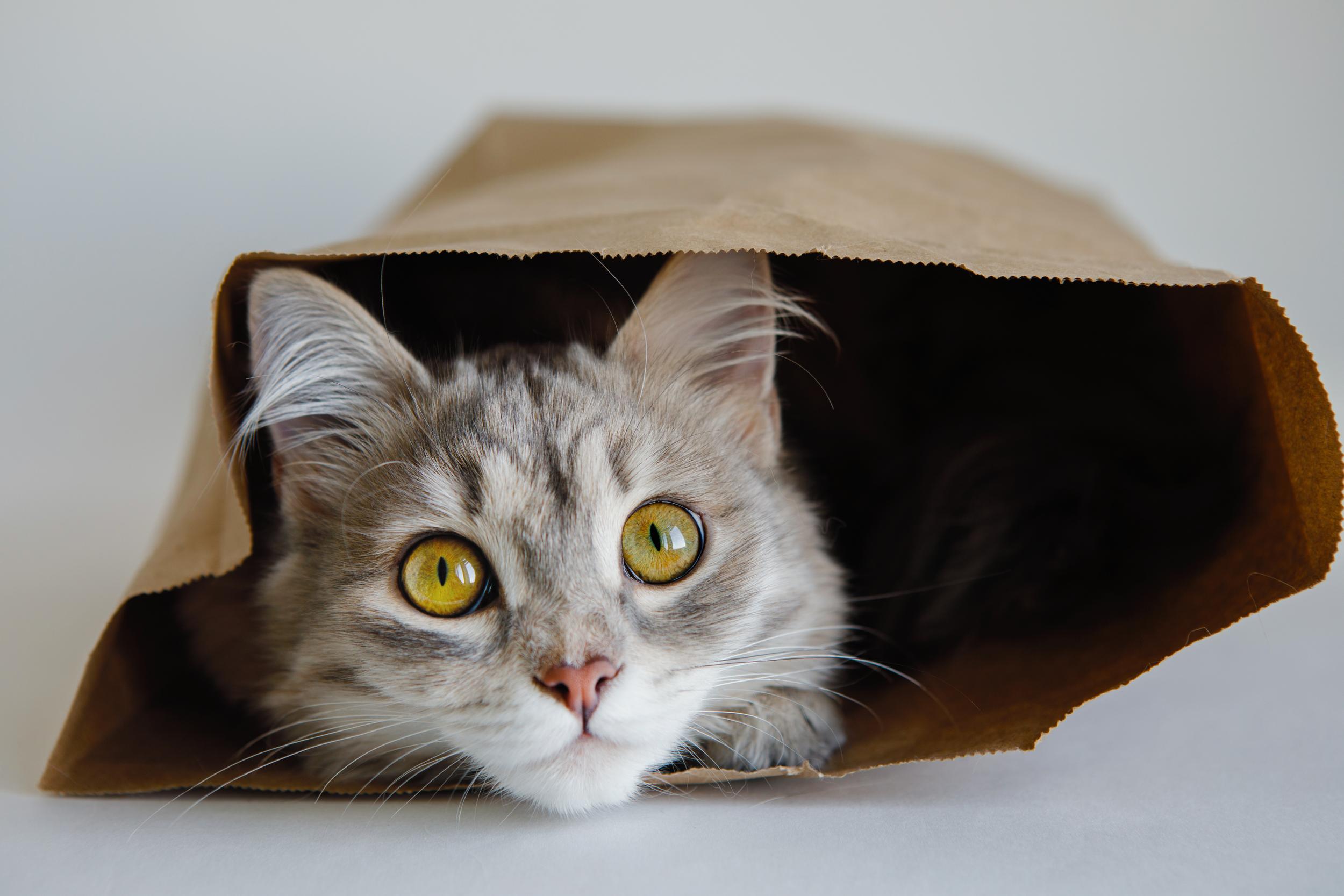 Grey Cat in Paper Sack