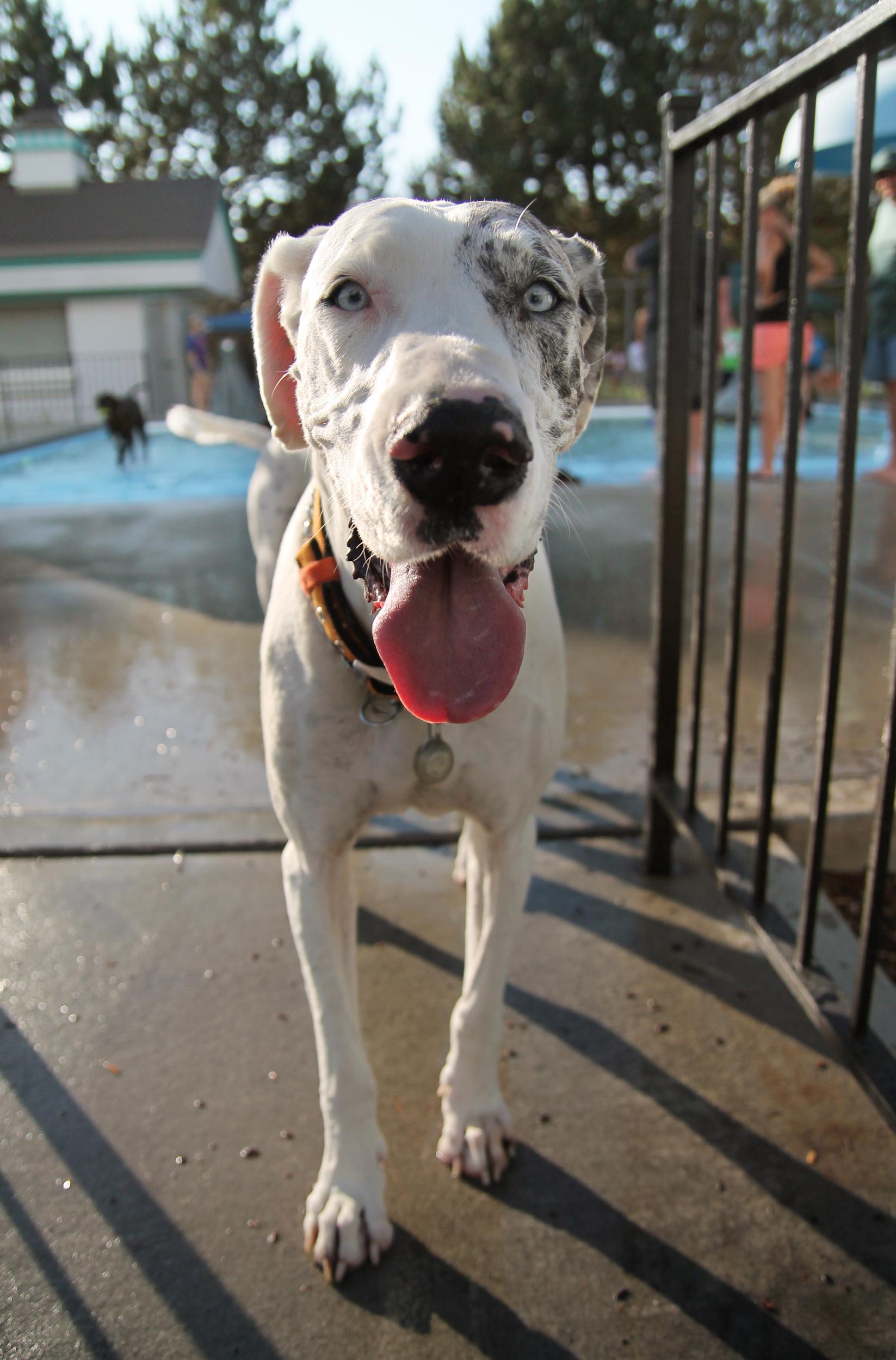Great Dane by The Pool