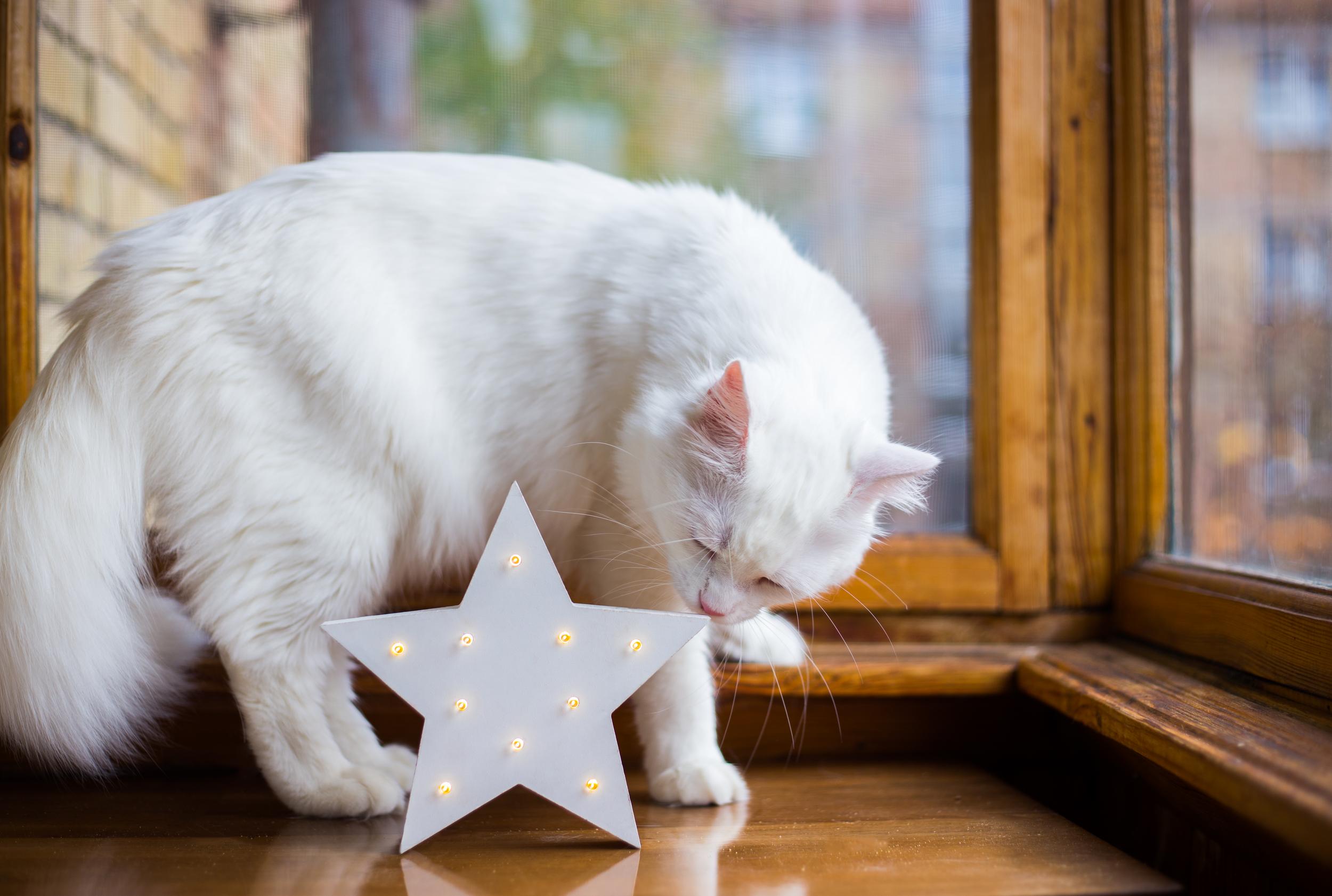 White Cat Sniffing a Star by Window
