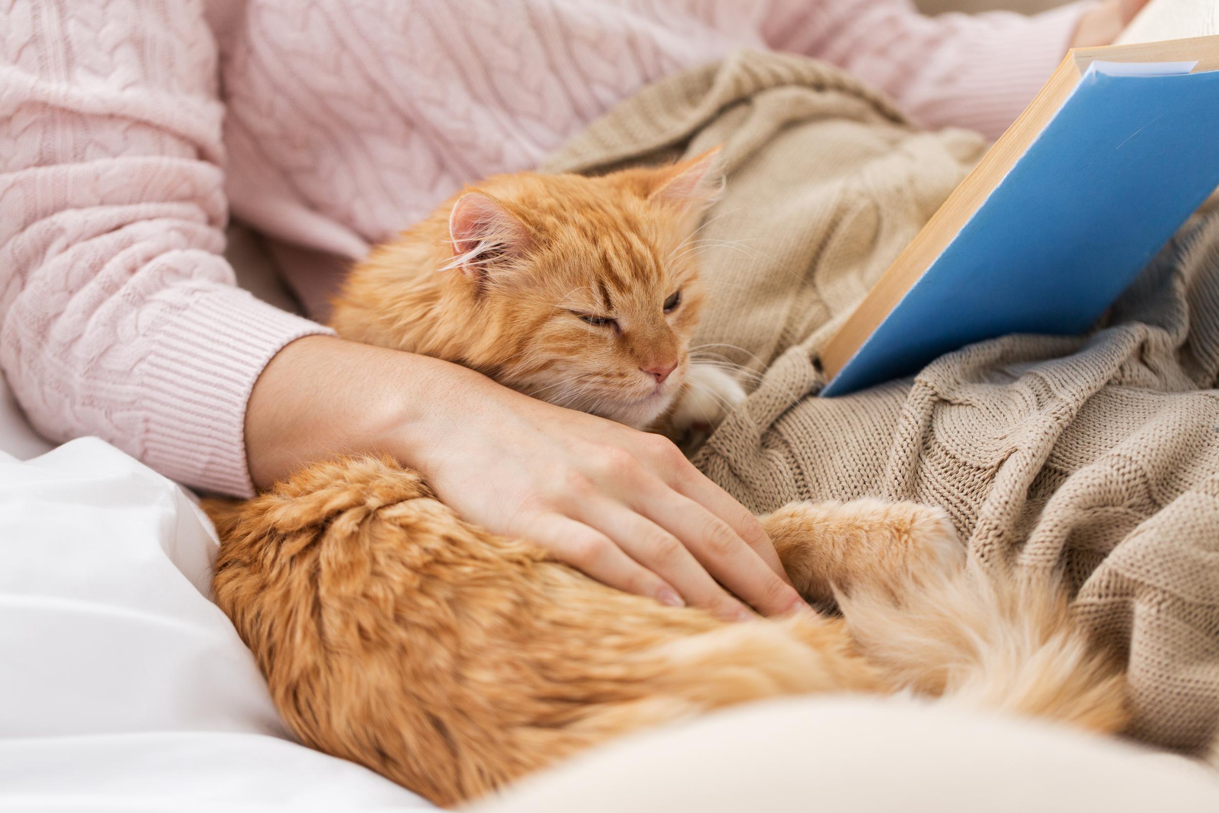 Person Snuggling Cat While Reading